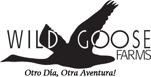 Cameron Allison Image